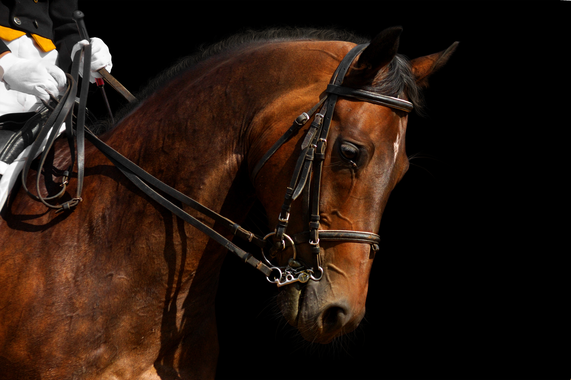 dressage, bay horse - isolated on black