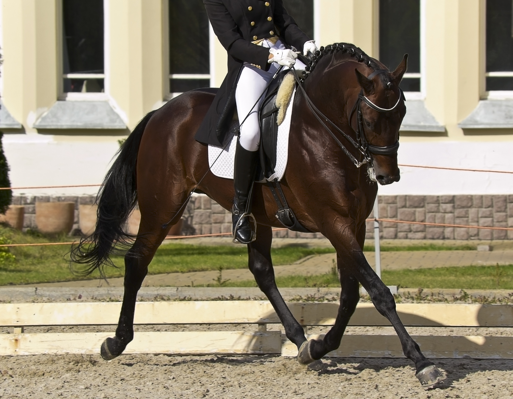 Dressage horse and rider